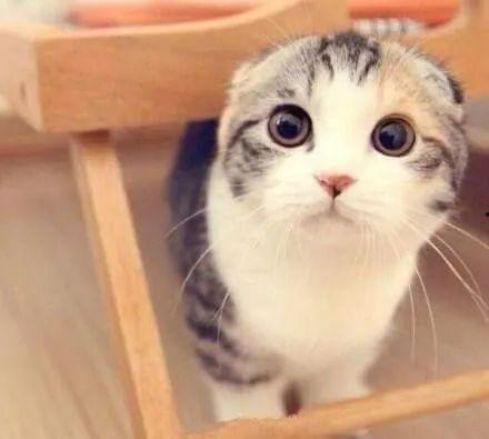 折耳猫娱乐吃瓜