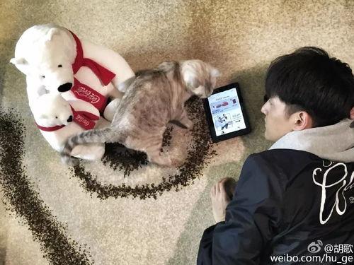 娱乐圈吃瓜爆料博主猫,猫博主带你探秘明星幕后生活