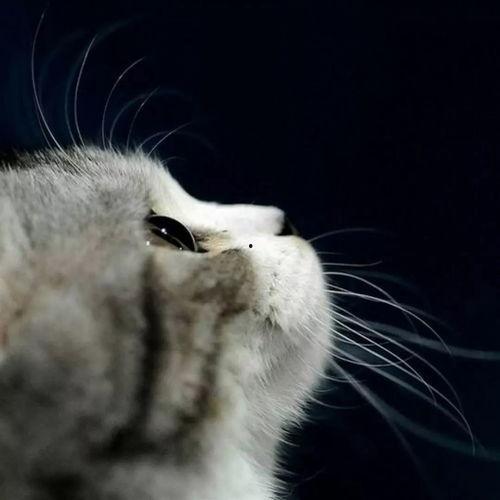 娱乐吃瓜酱剪猫,揭秘“剪猫”背后的故事与真相