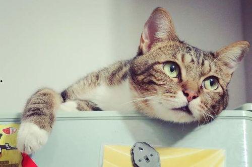 娱乐吃瓜酱剪猫,揭秘“剪猫”背后的故事与真相