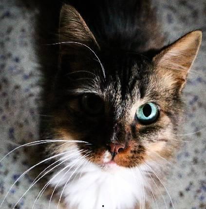 吃瓜娱乐酱社恐猫,揭秘社交恐惧的萌宠——社恐猫的日常生活